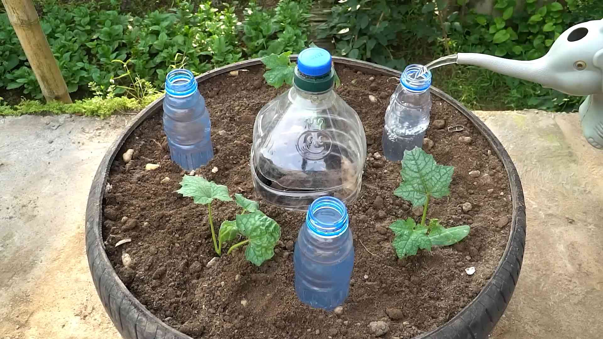 Growing Sponge Gourd Container
