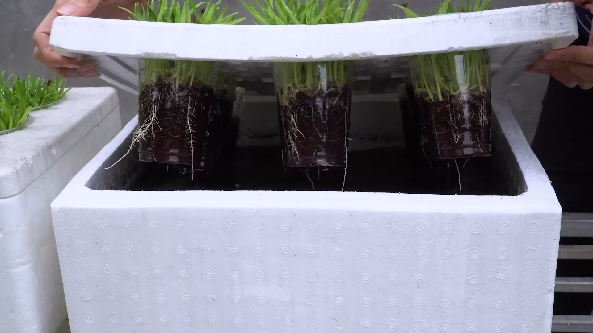 Harvesting Water Spinach