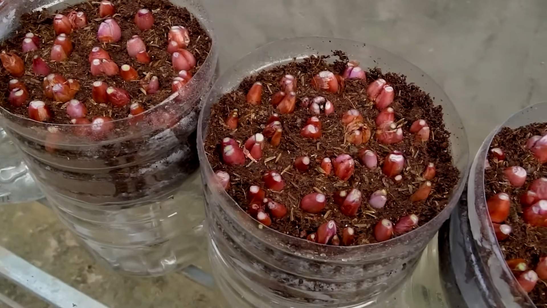 Growing green onions from scraps