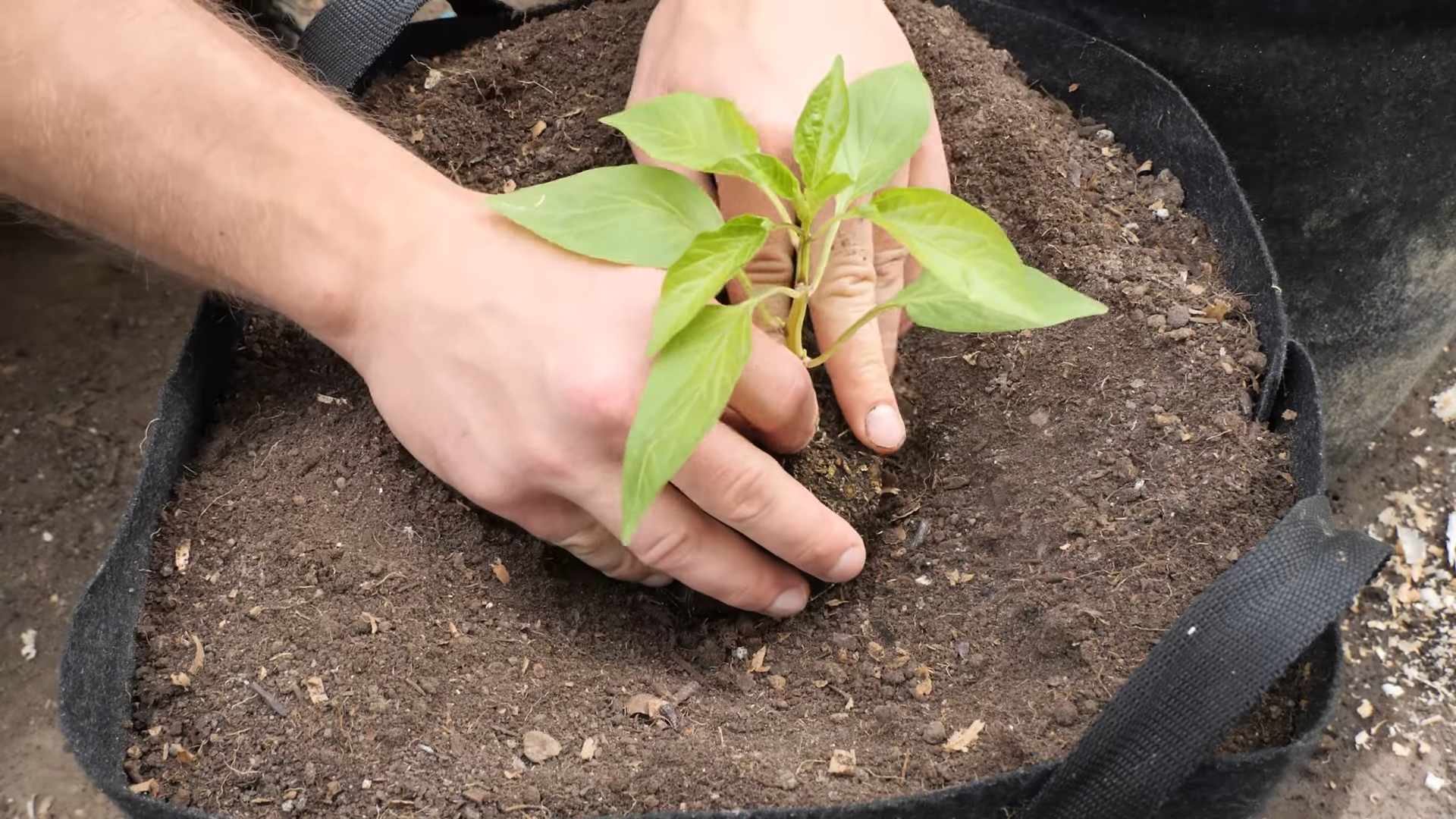 Grow Peppers at Home