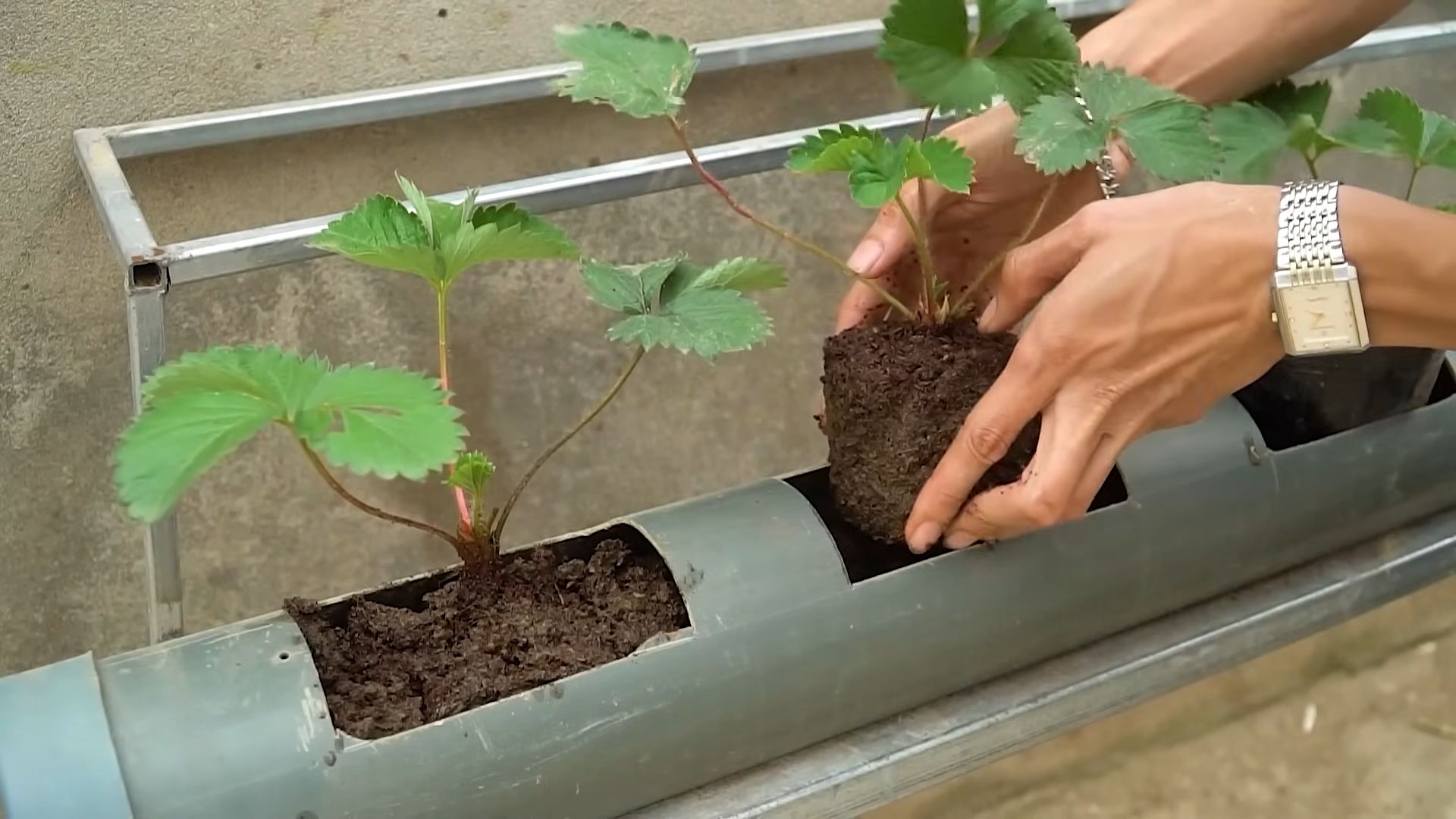 Waterless Strawberry Growing