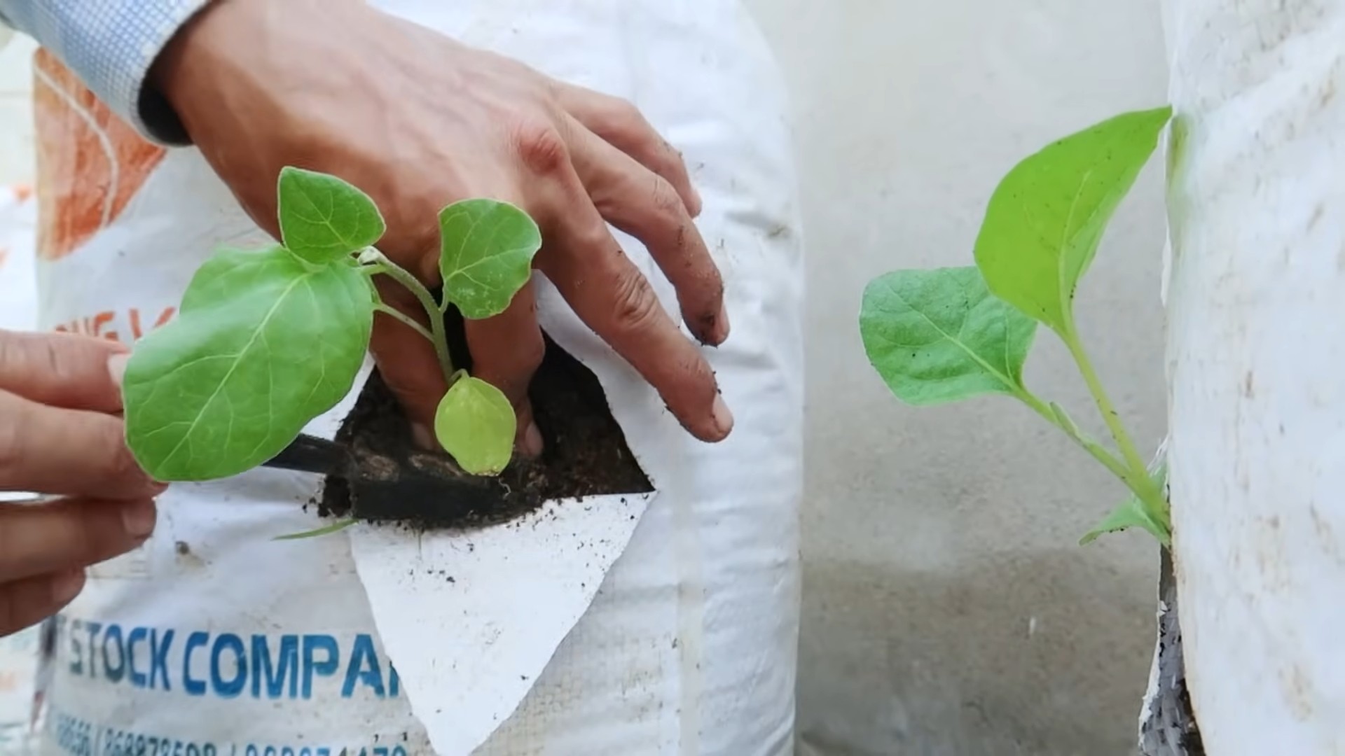 Growing Eggplants at Home