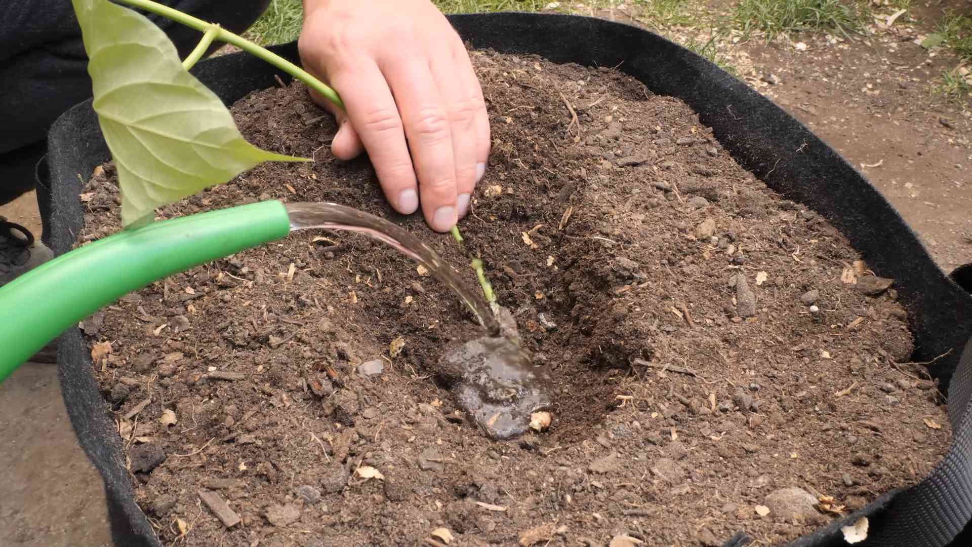 Cape Gooseberry Growing Tips