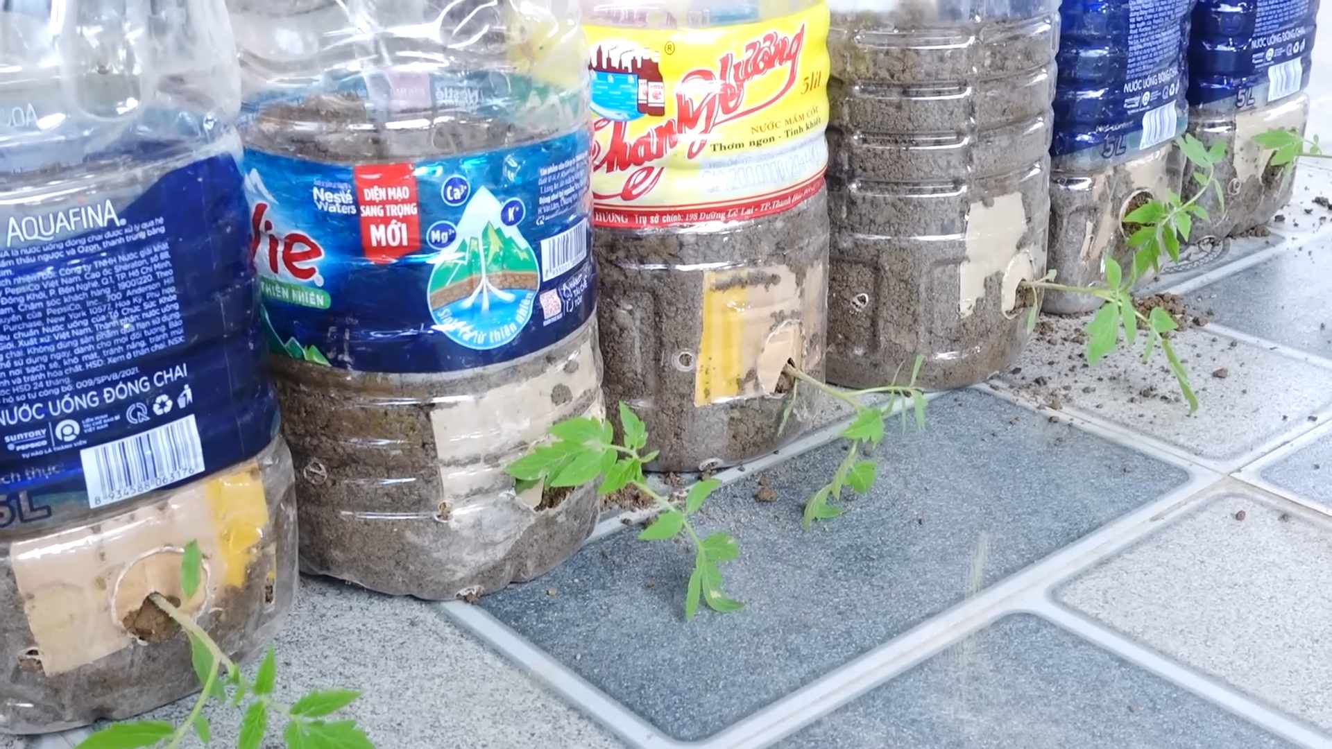 Grow Tomatoes for Maximum Yield