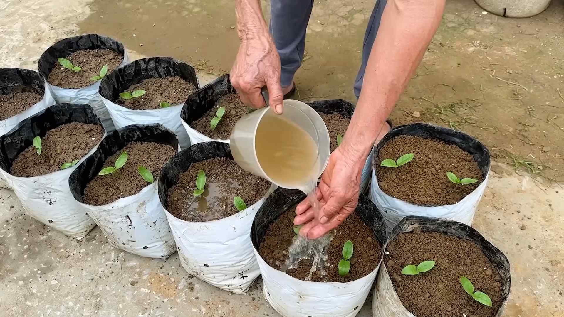 Yardlong Bean Growing Guide