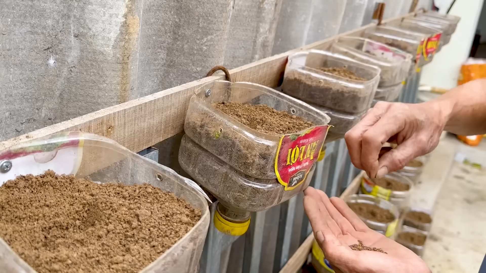 Grow Kale in Plastic Bottle
