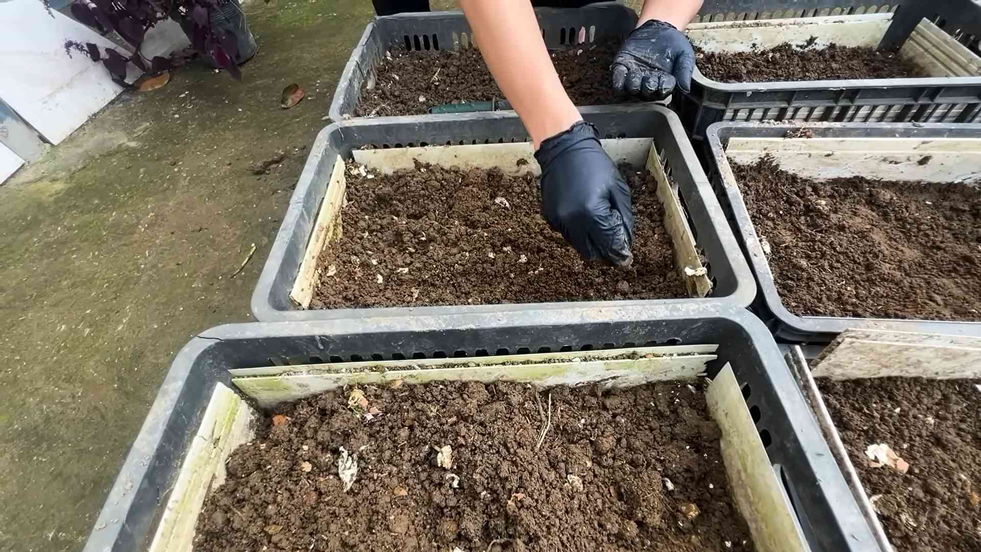 Growing Carrots Indoors Soil Free
