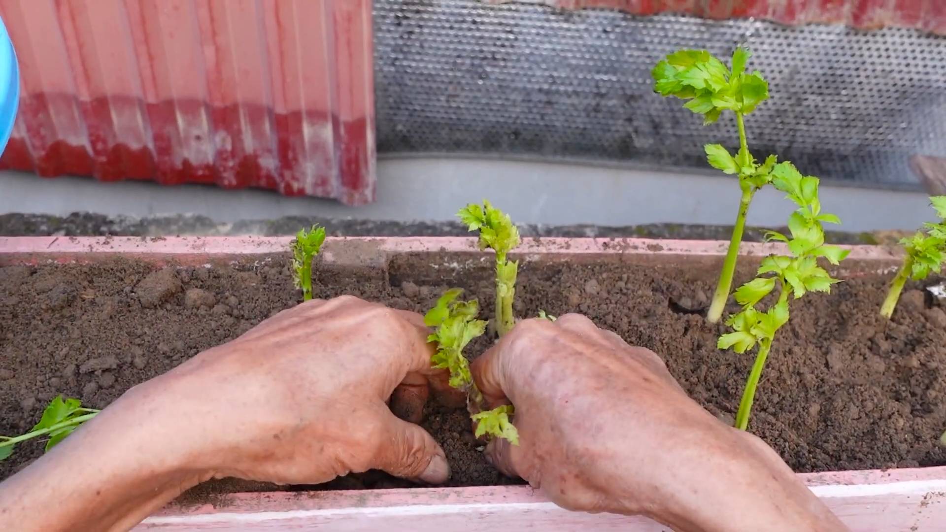 Celery gardening small spaces
