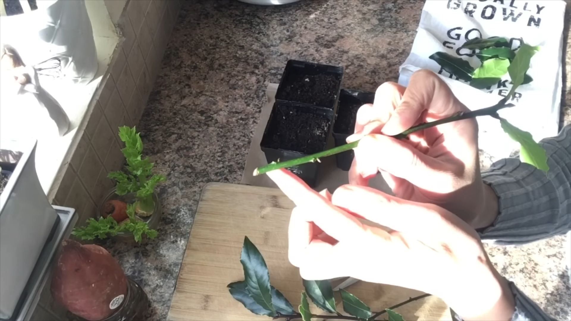 Growing Bay Leaf Cuttings