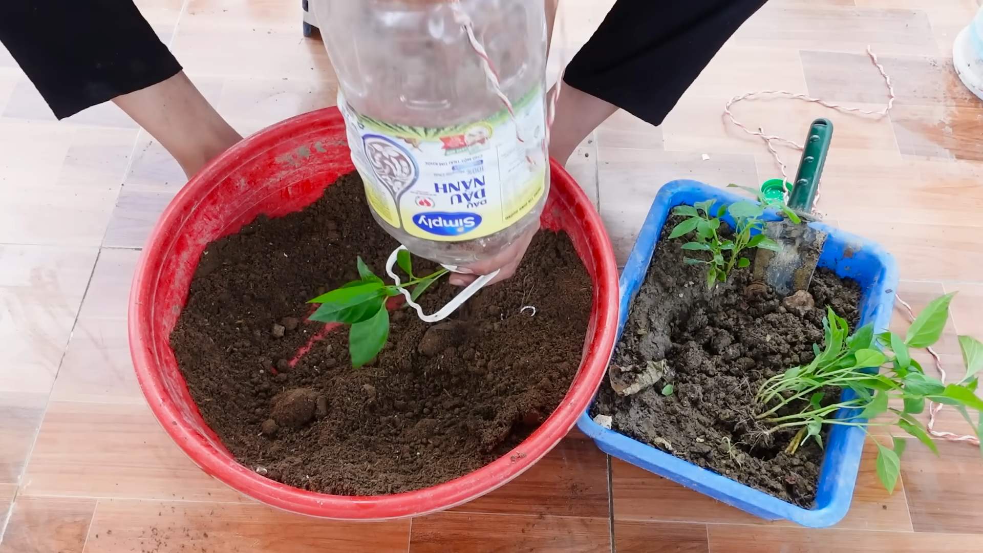 Growing chilies in plastic bottles