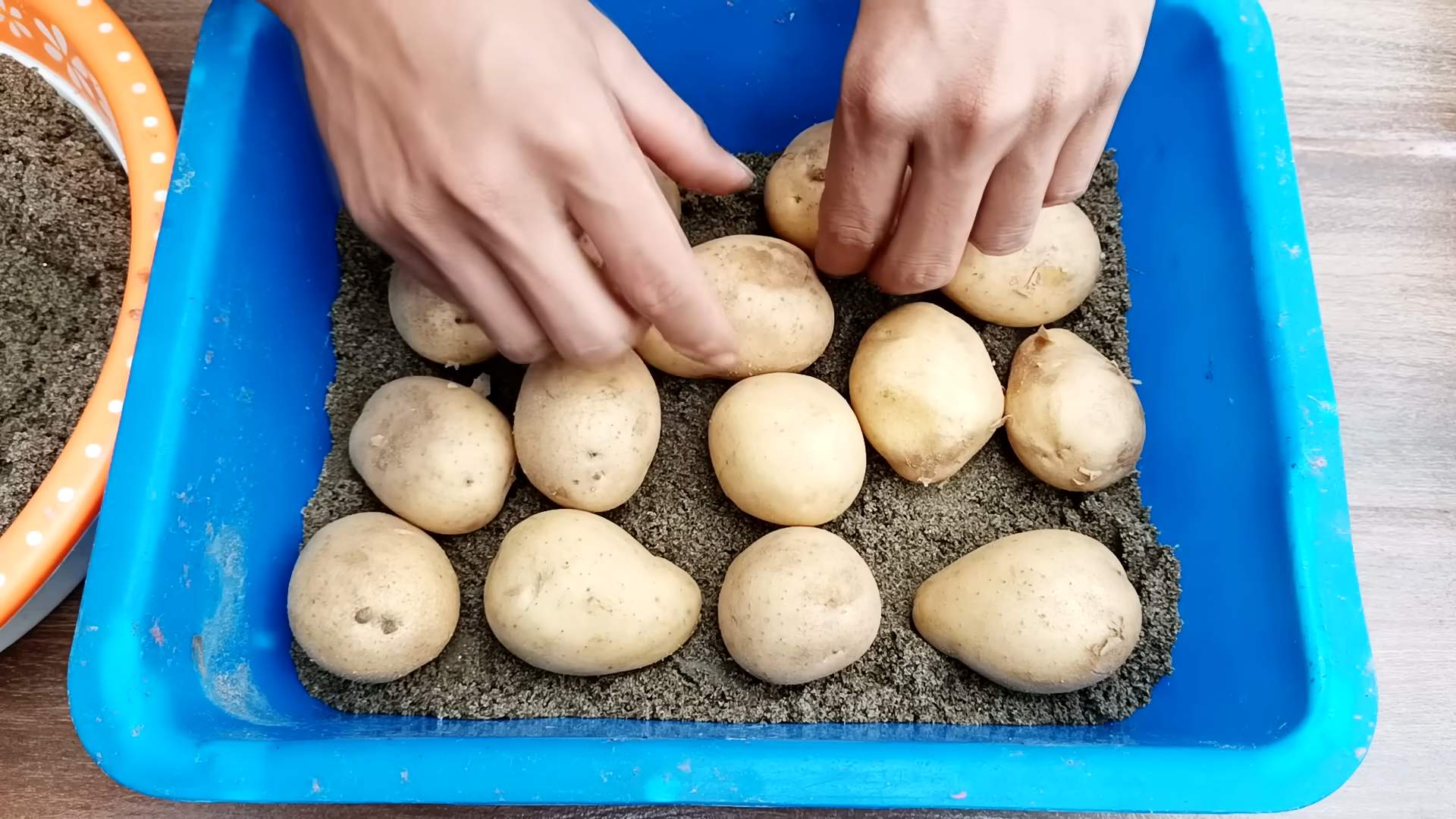 Terrace Potatoes DIY Growing