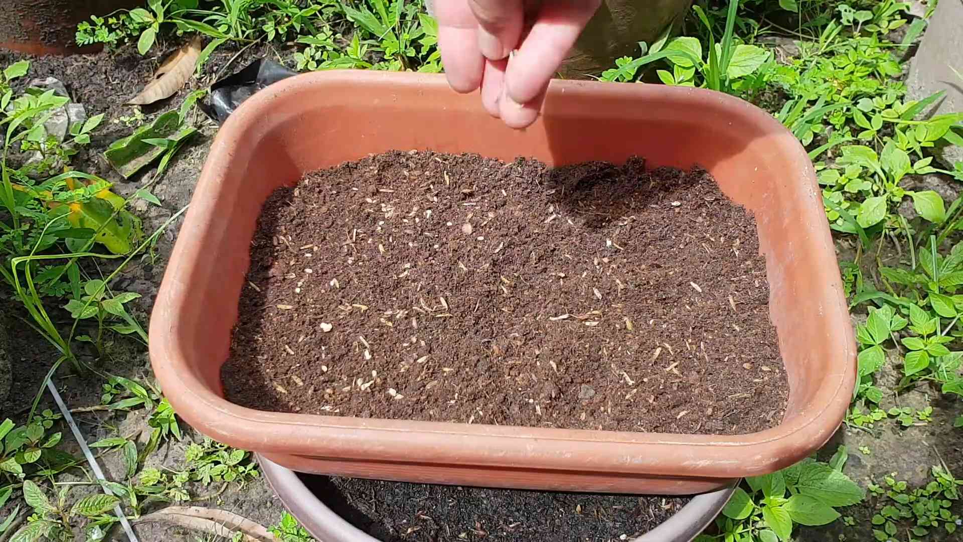 Grow Heirloom Tomatoes Indoors