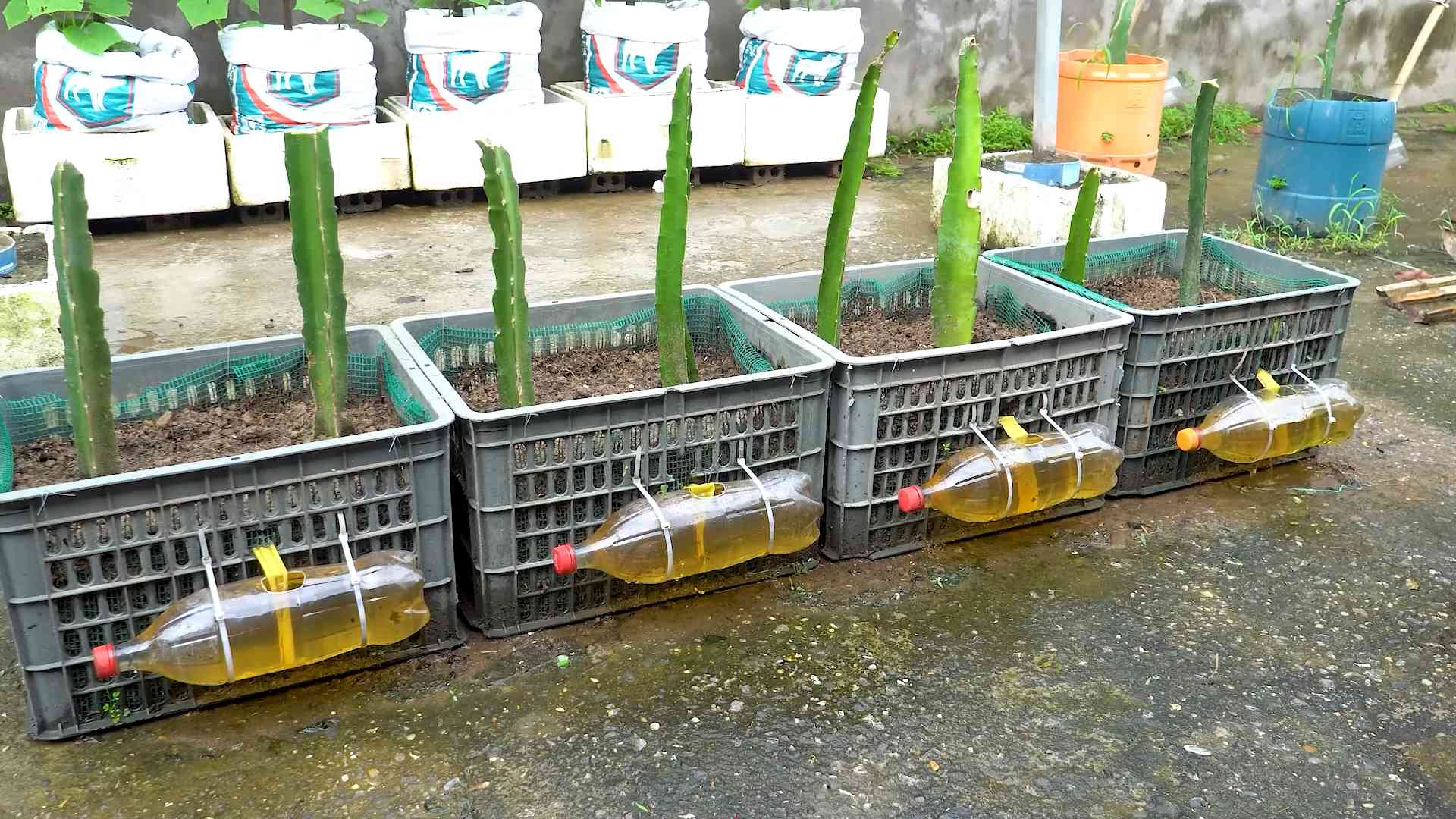 Red Dragon Fruit Growing
