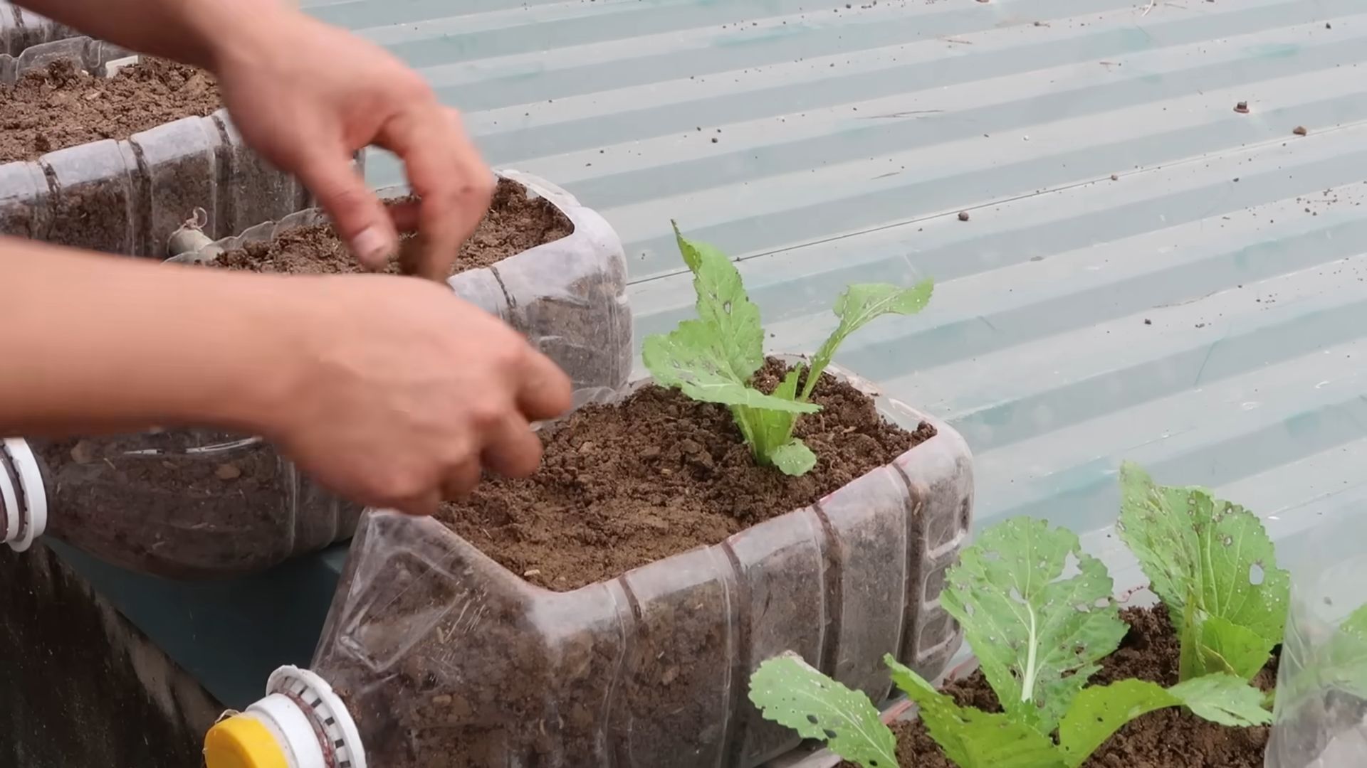 Start a vegetable garden