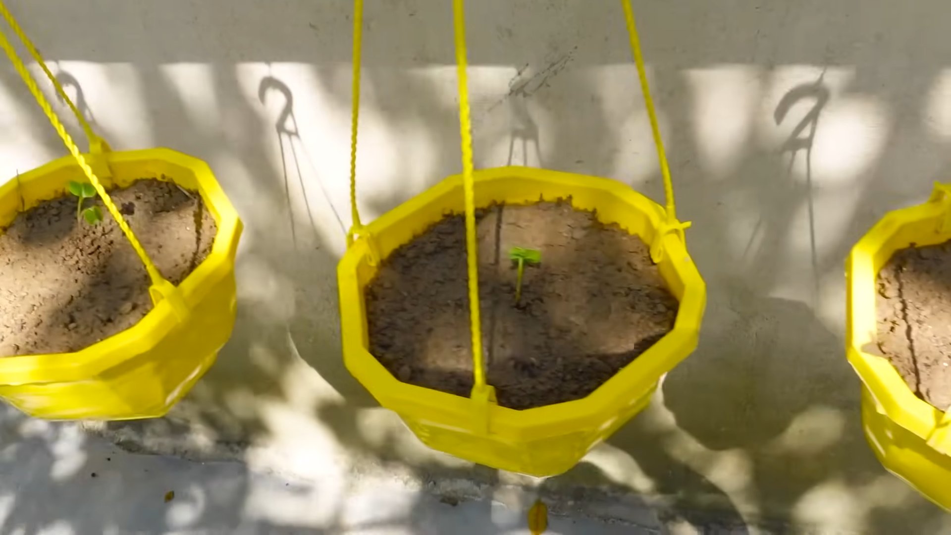 Container Radish Growing Easy