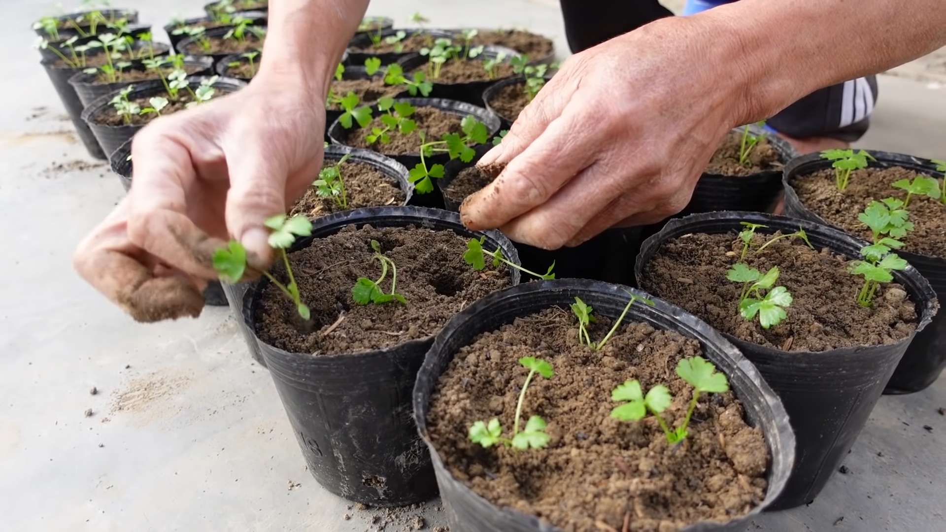 DIY Celery Garden