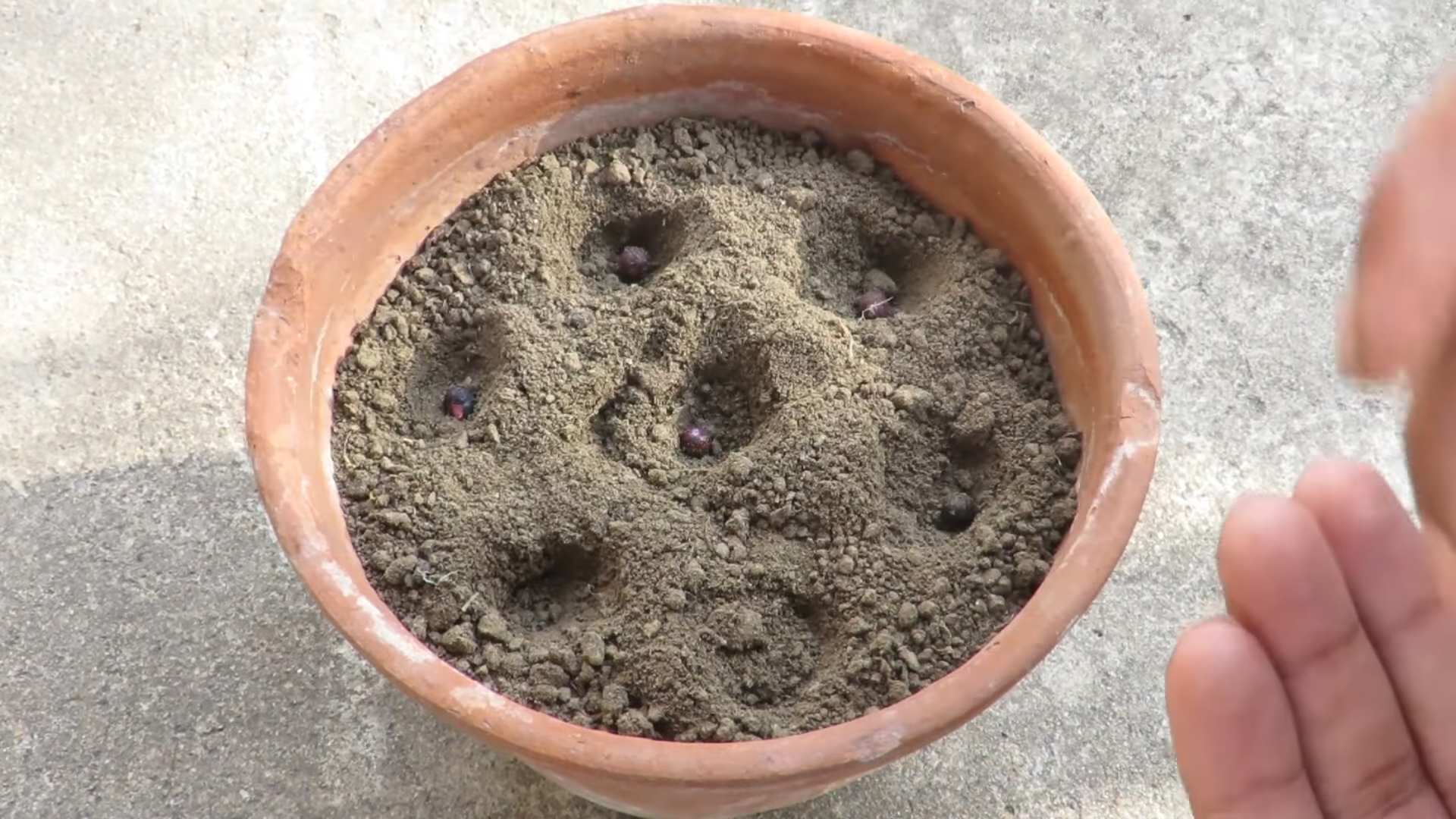 Grow Okra in Containers