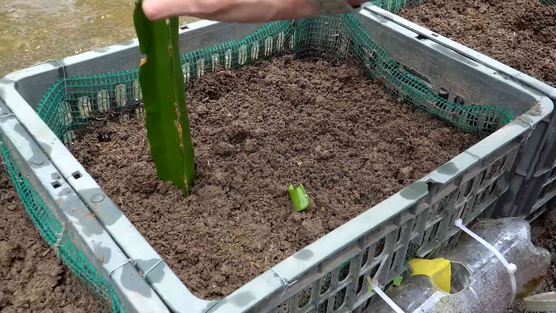 Grow Red Dragon Fruit at Home