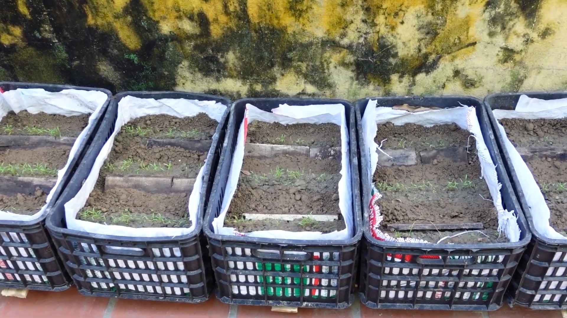 Growing Carrots at Home