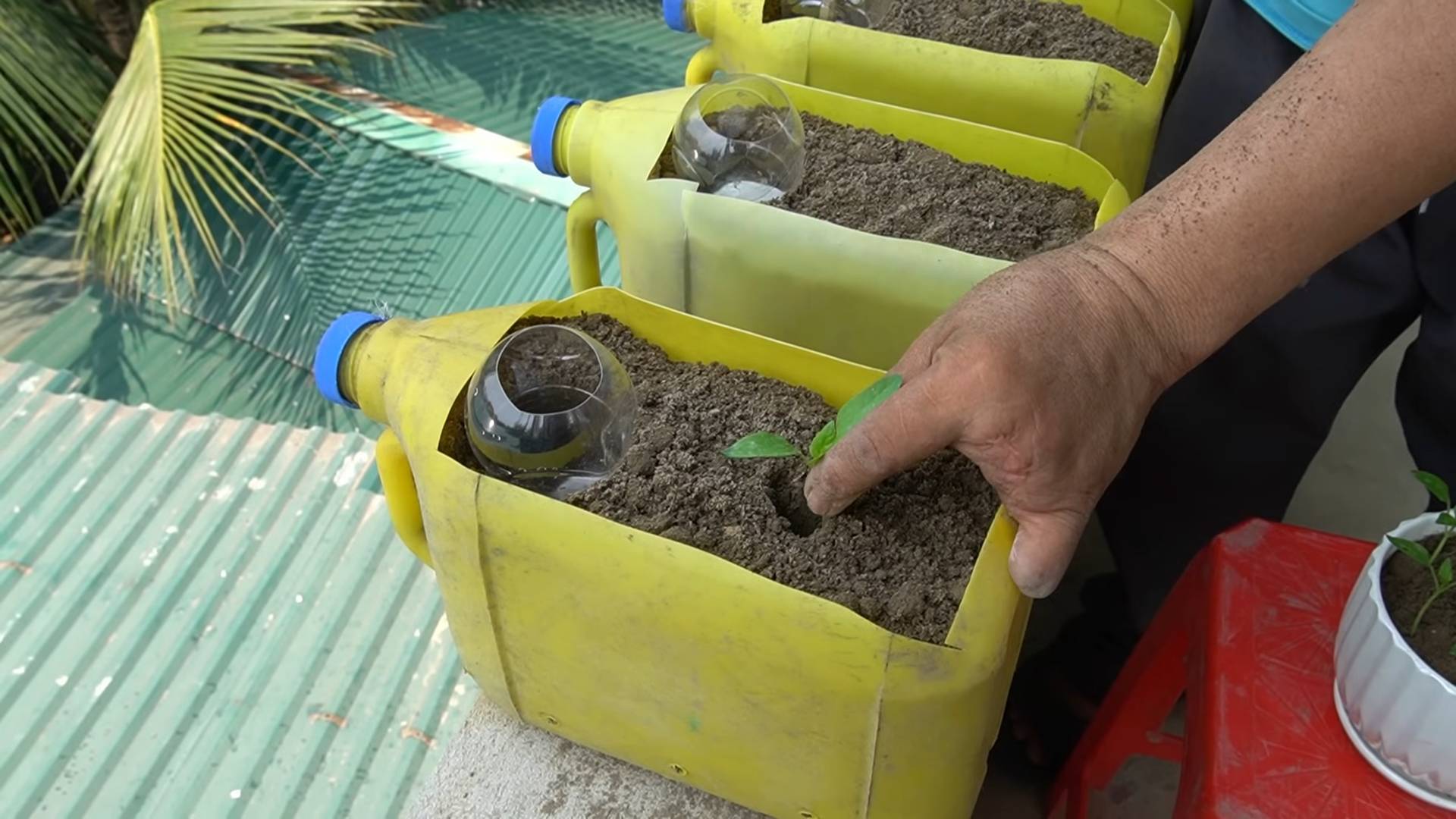 Bottle Gardening Bell Peppers