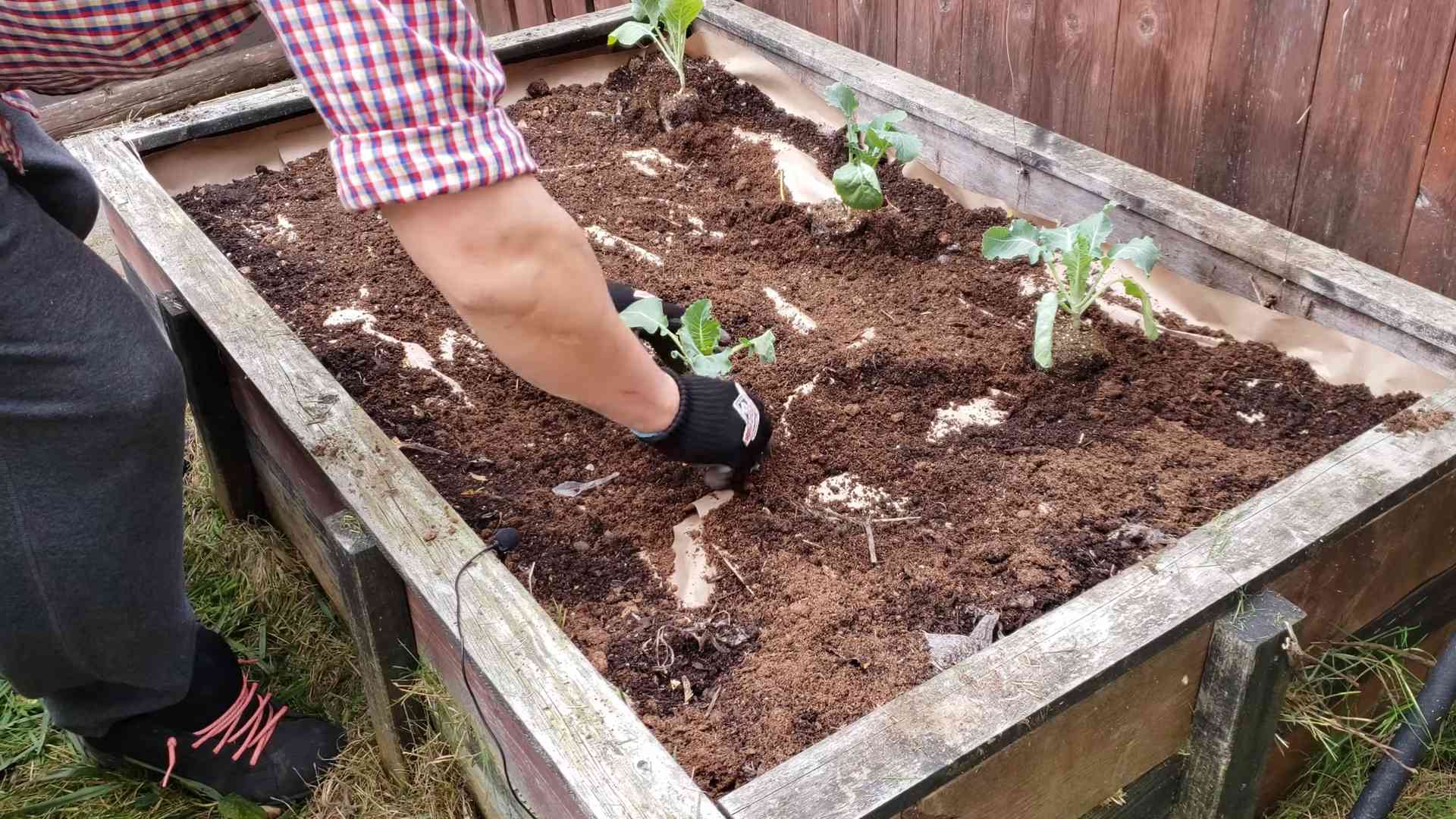 Planting Cauliflower for Beginners