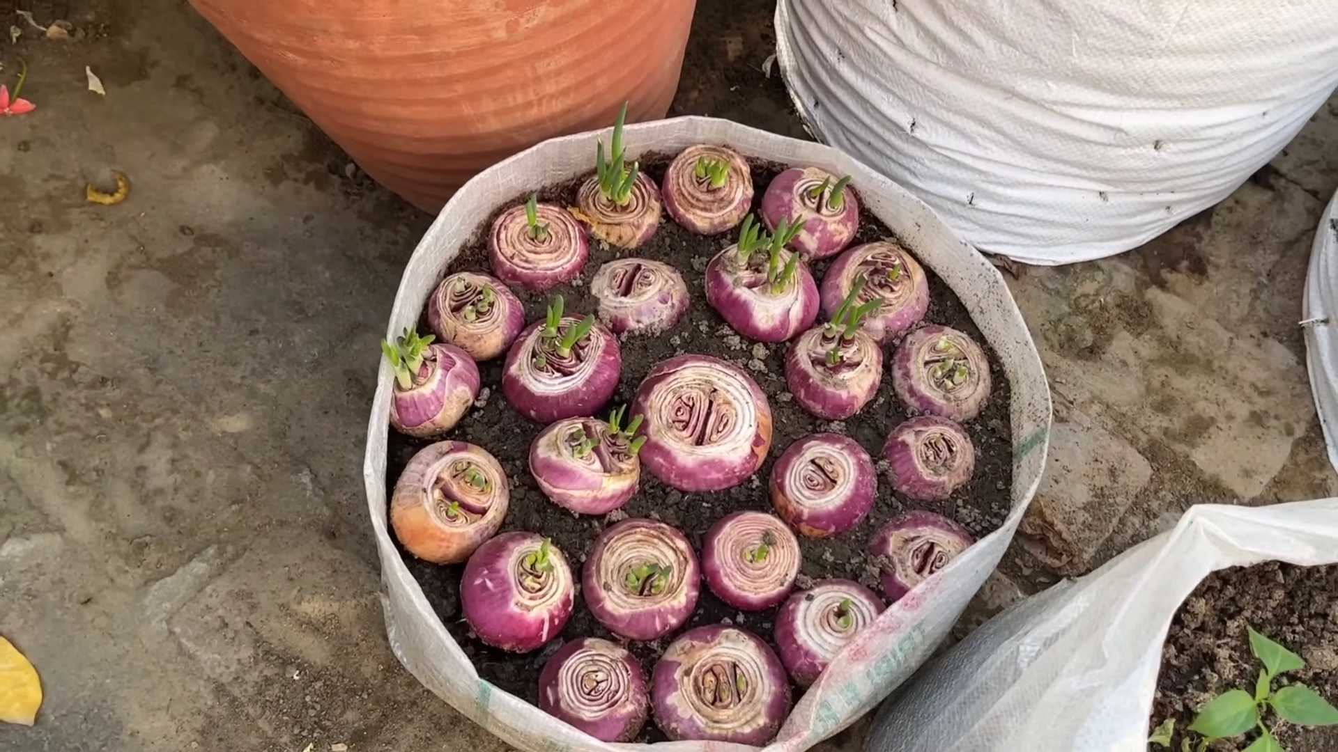 Growing onions at home