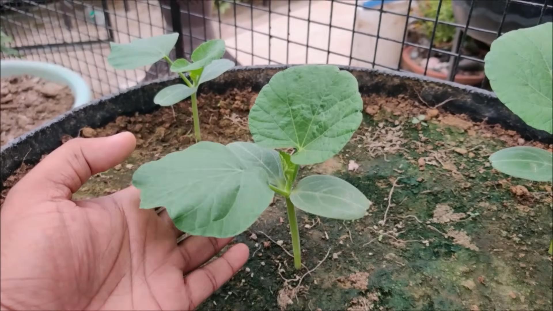Grow Gourds at Home