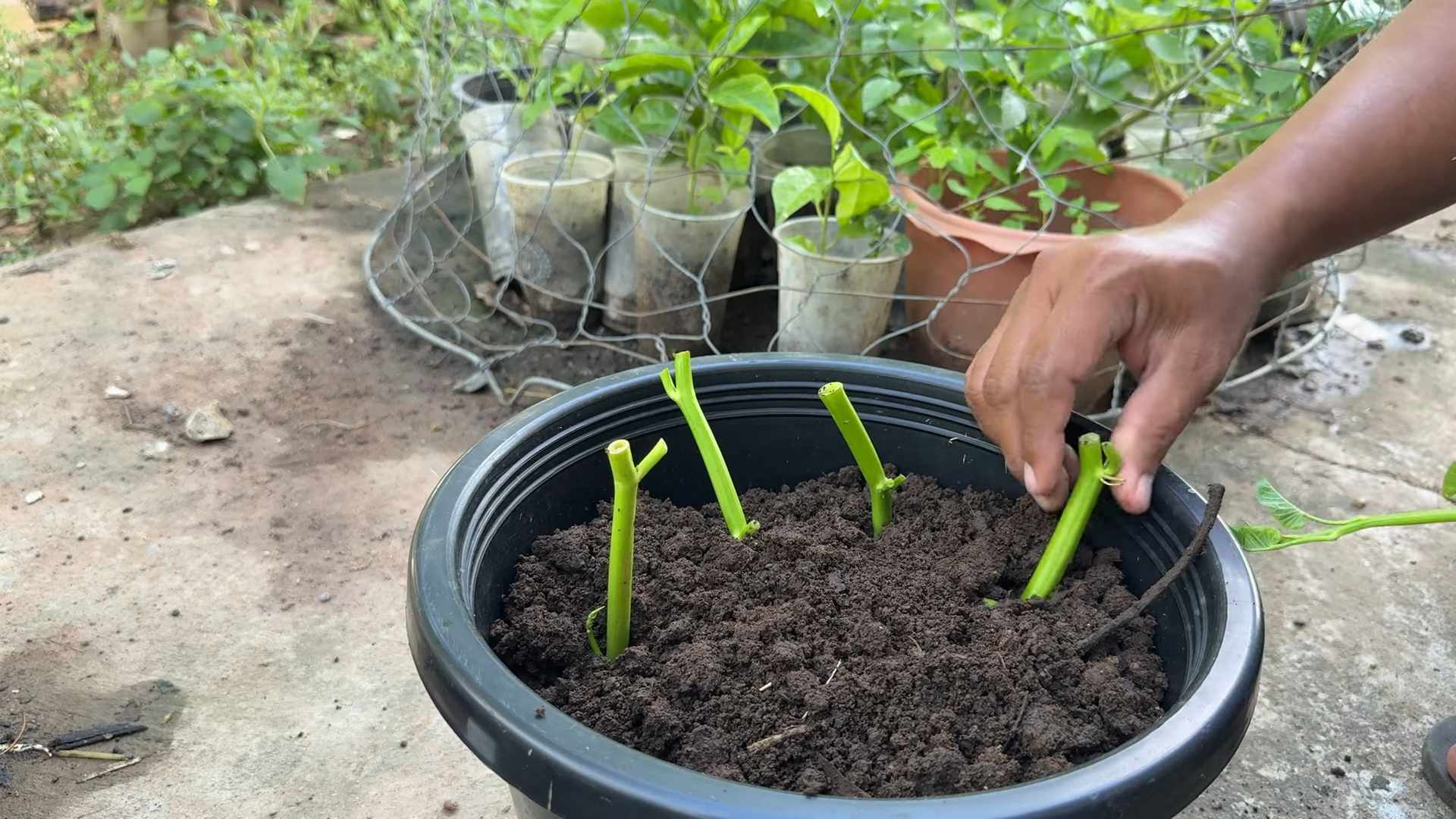 Growing Water Spinach Containers