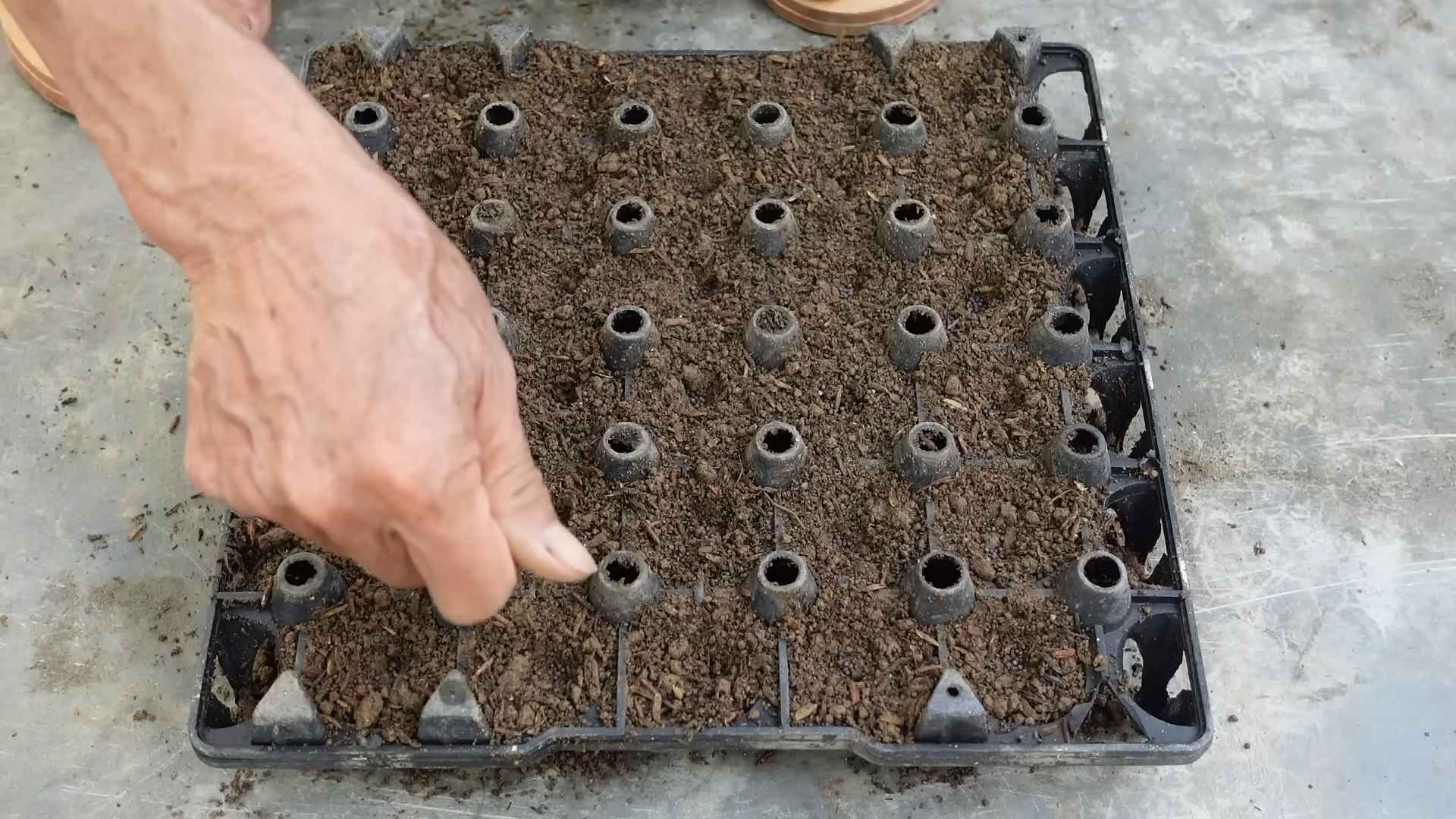 Grow Napa Cabbage