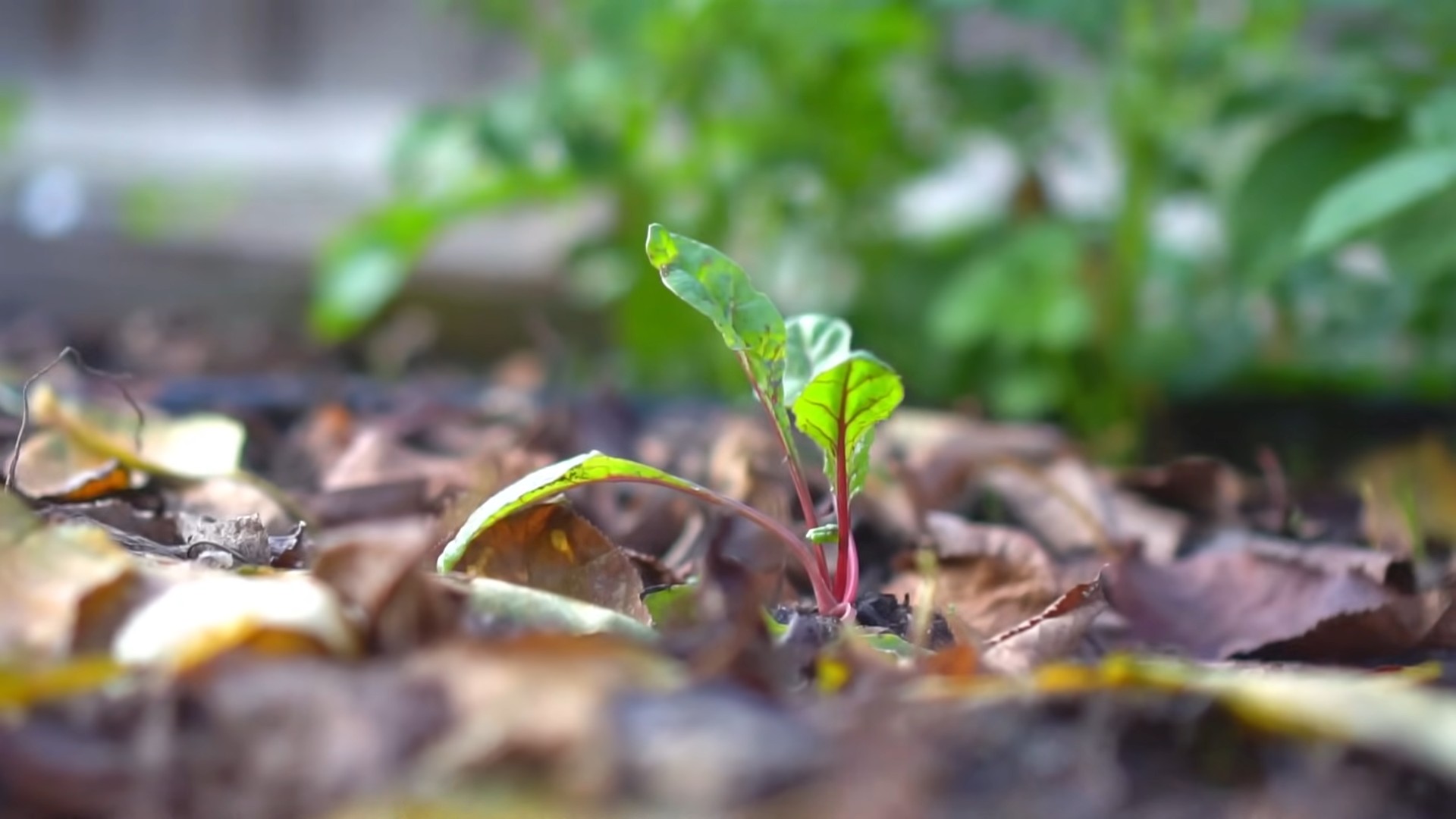 Swiss Chard Gardening