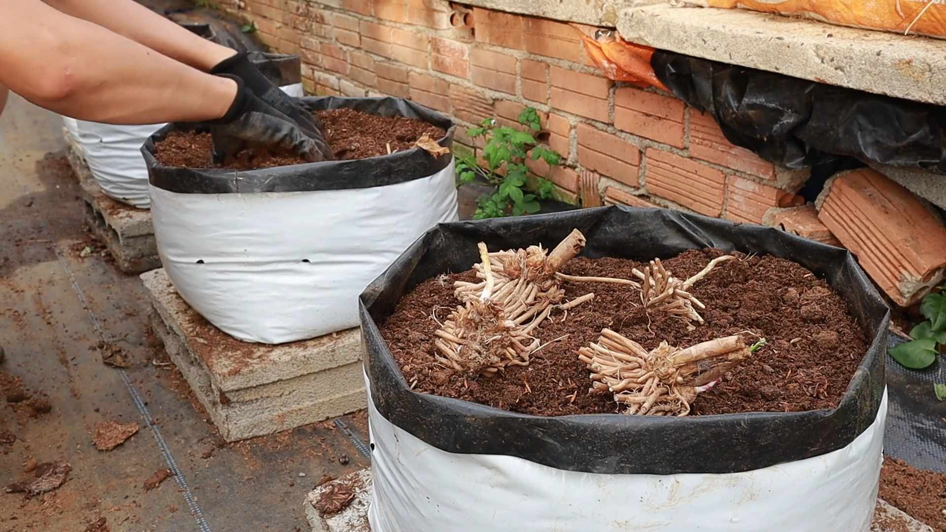 Grow Asparagus Garden