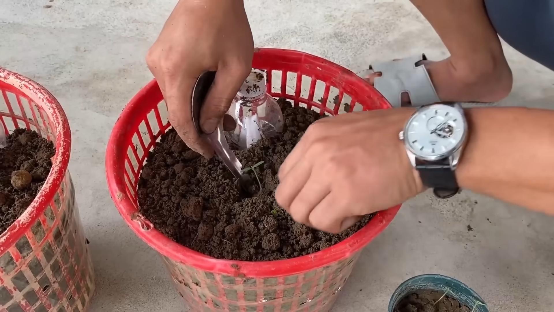 Water Free Tomato Growing
