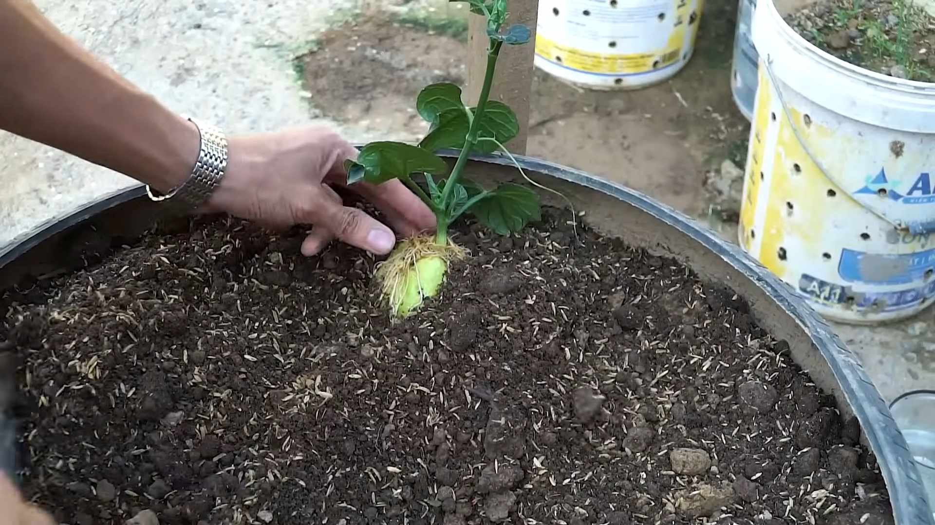 Potato grow bag DIY