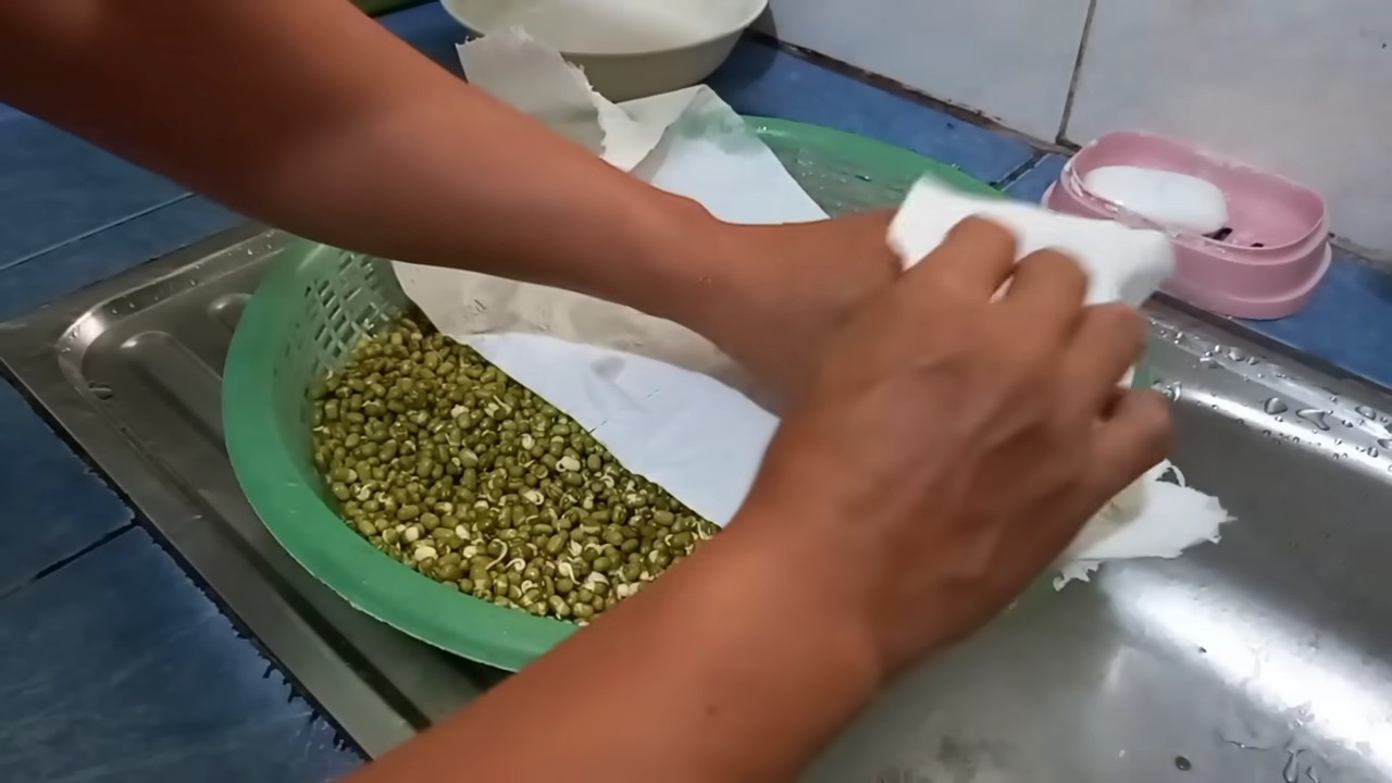 Mung Bean Sprouting at Home