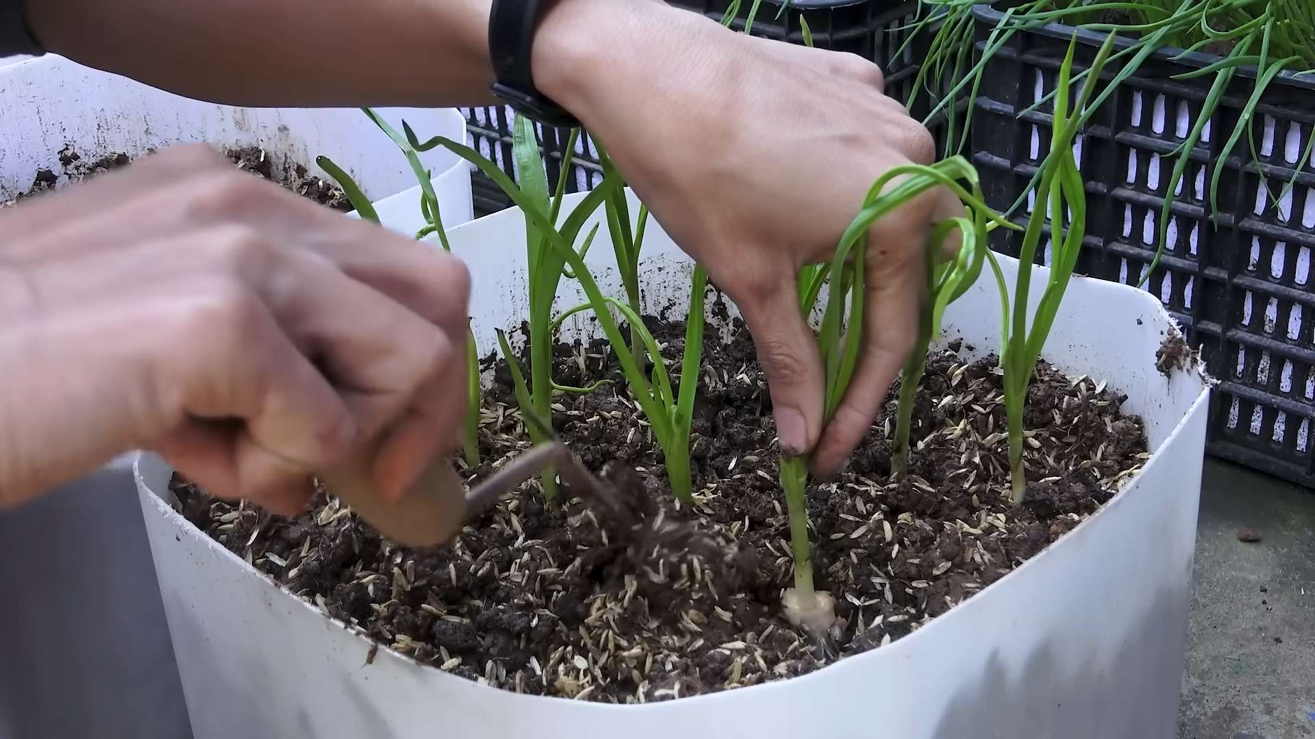 Grow Garlic with Plastic Bottle