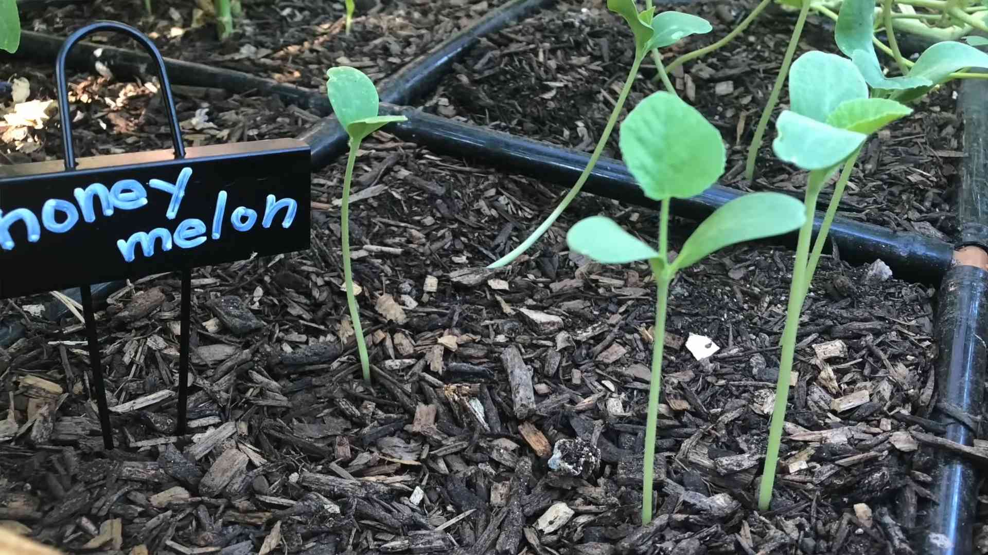 Grow Cantaloupe Successfully