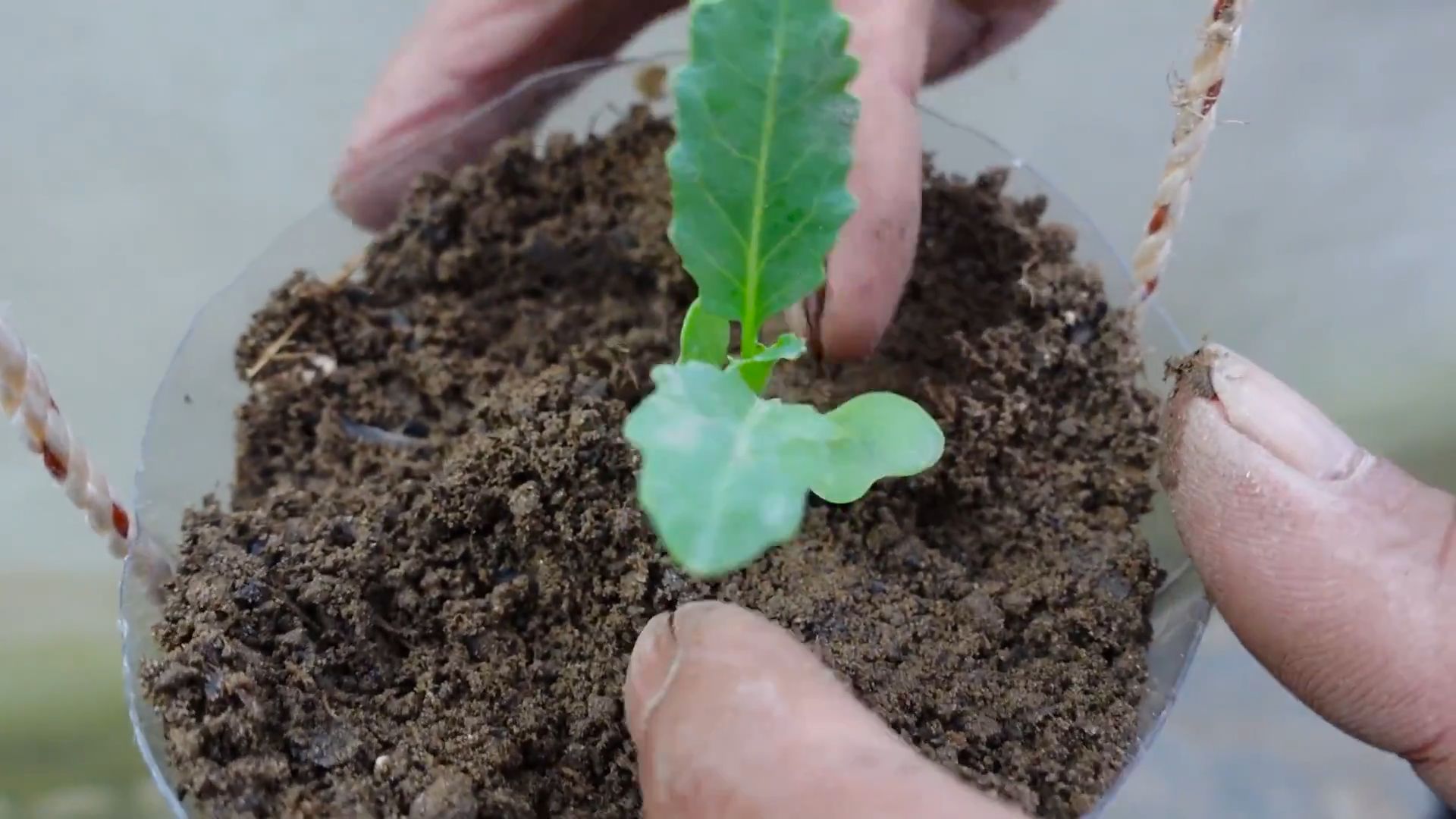 Growing Kohlrabi at Home