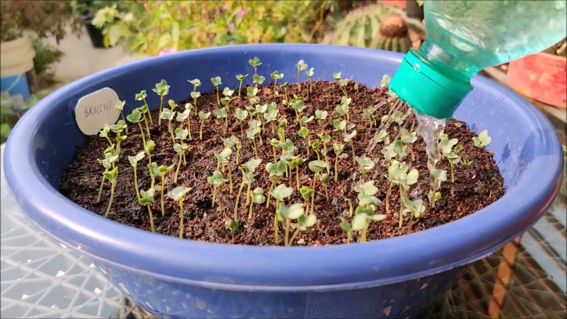 Grow Broccoli At Home