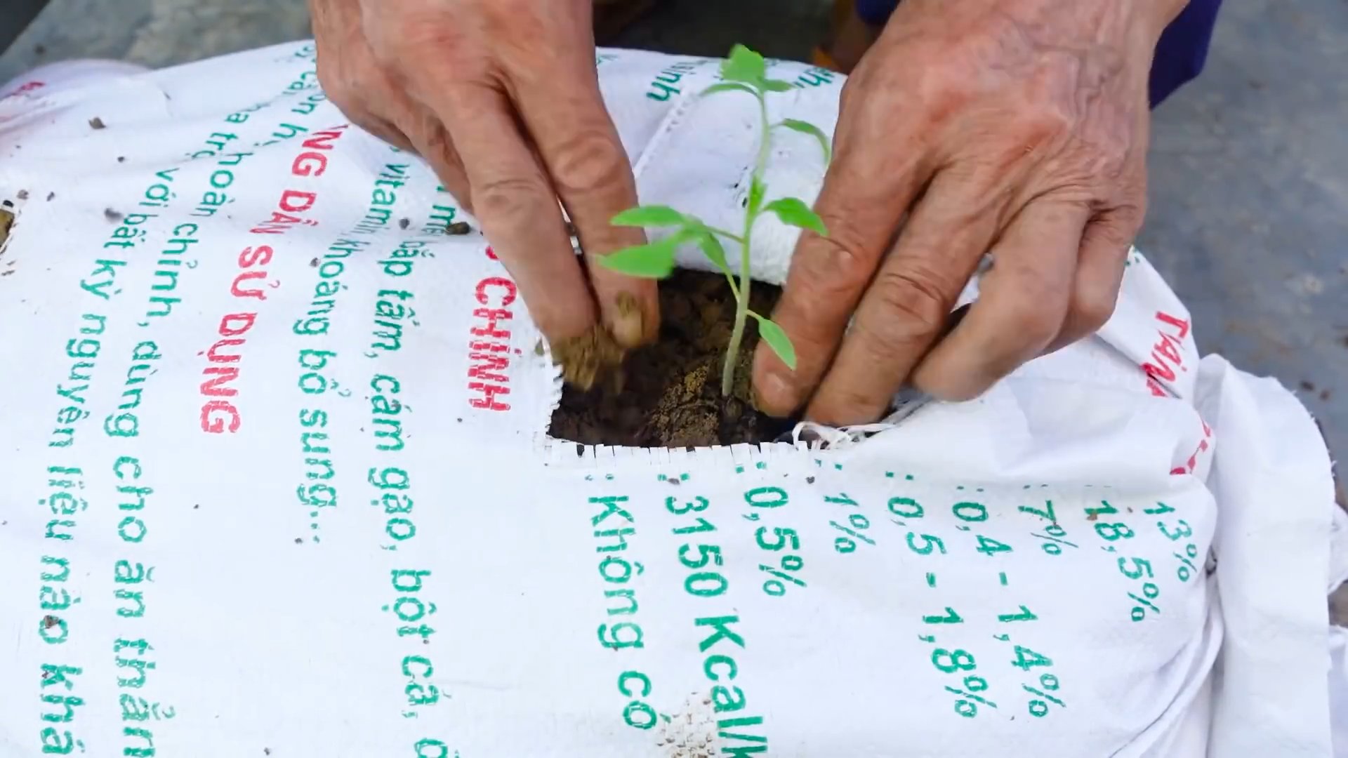 Tomato planting guide