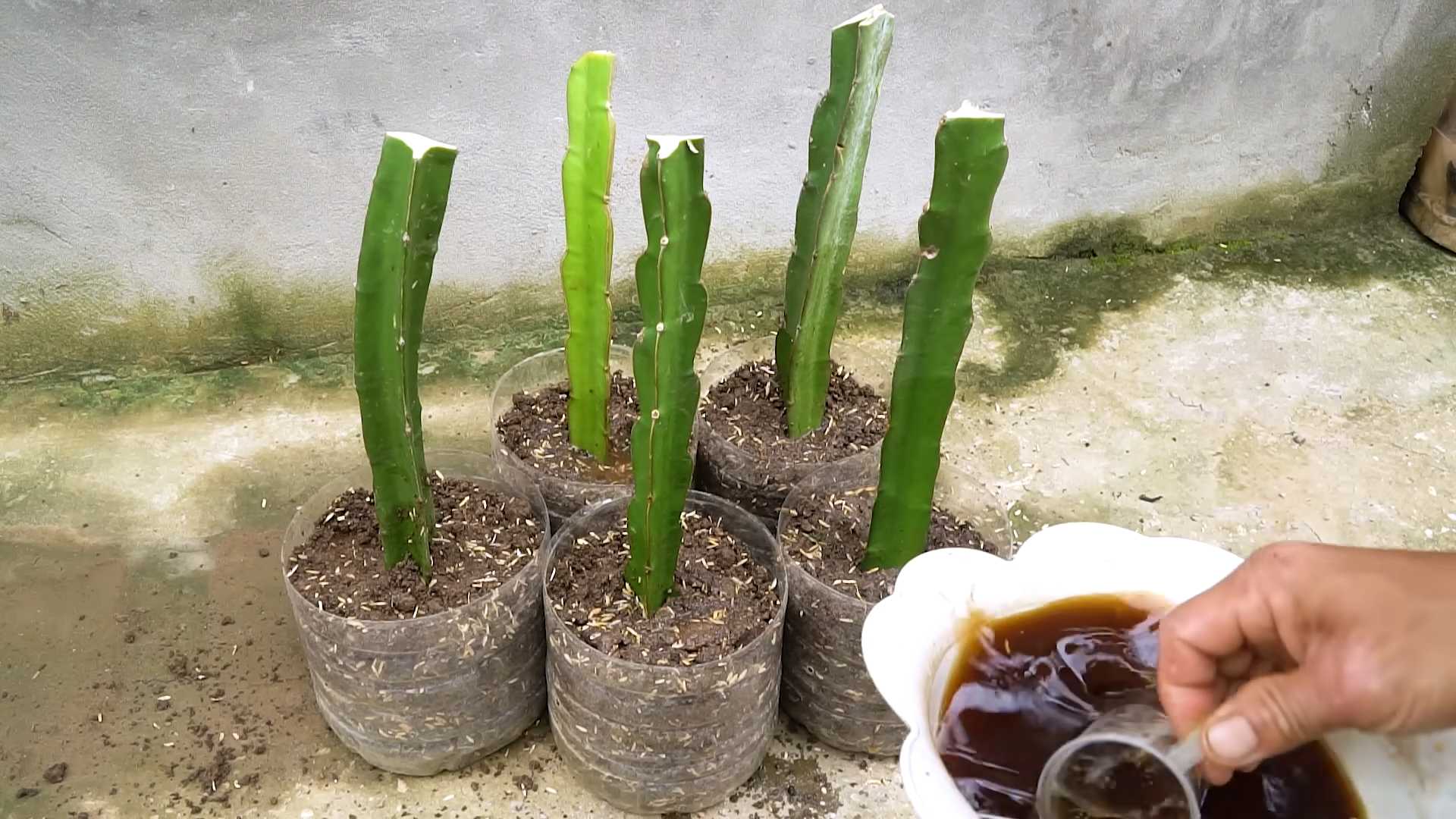 Grow Dragon Fruit