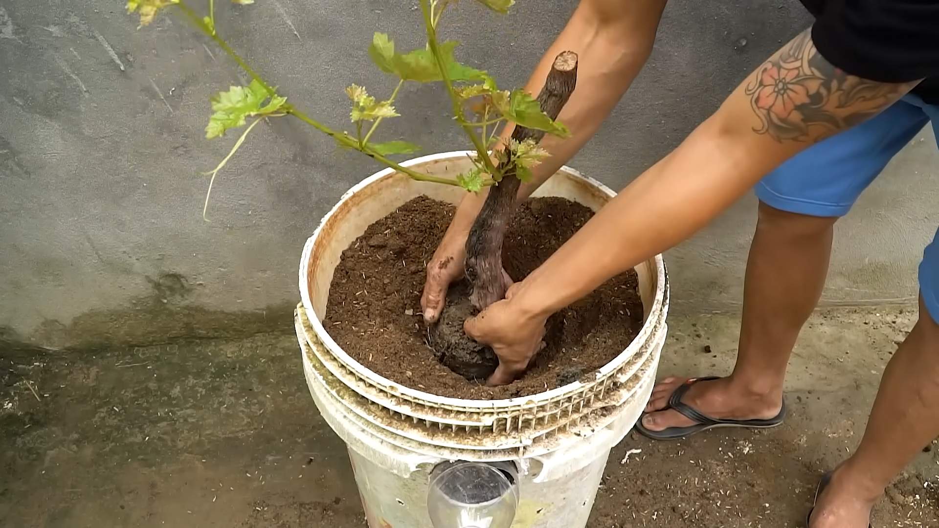 Healthy Grape Vines
