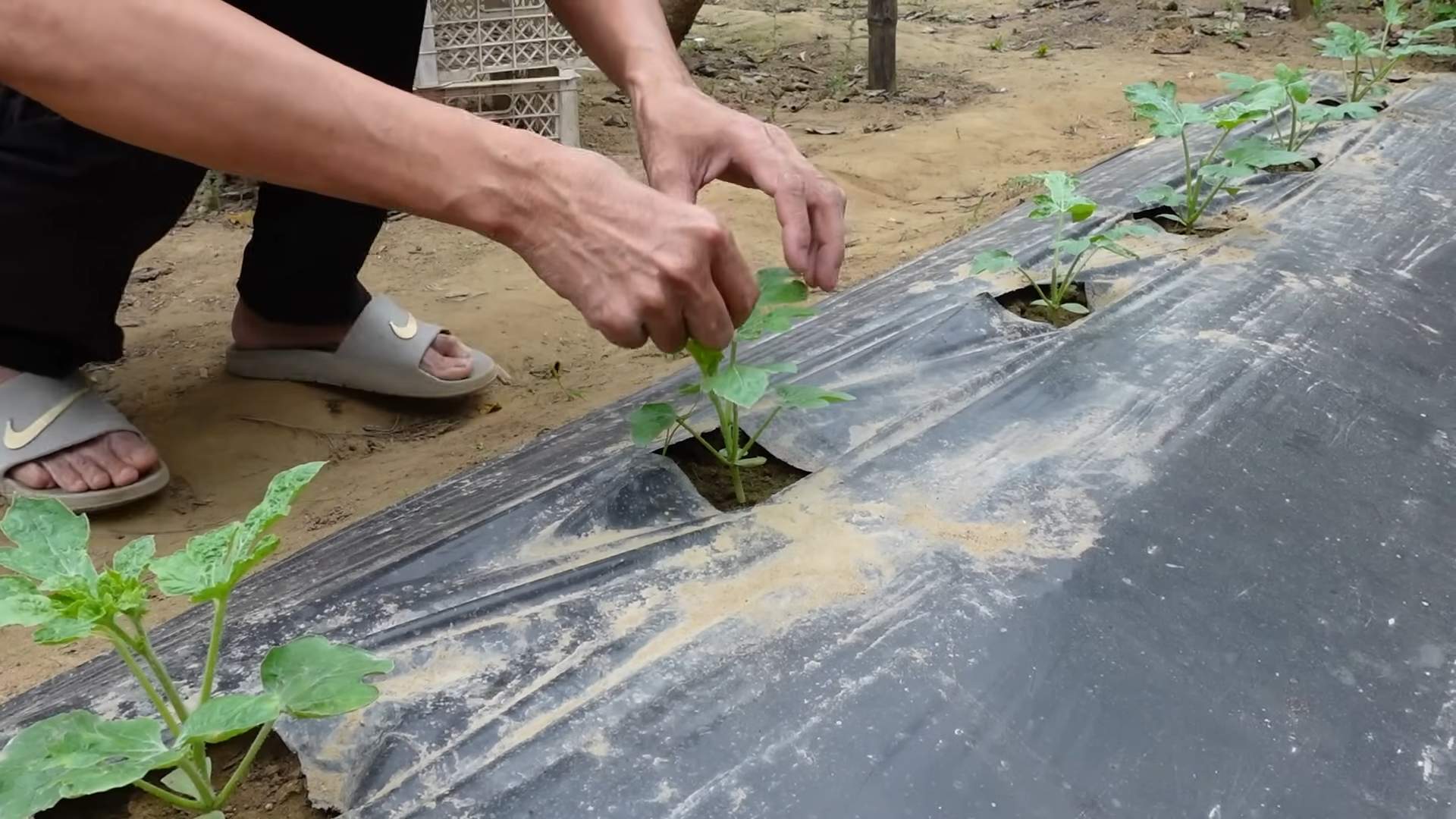 Grow Watermelon at Home Easily