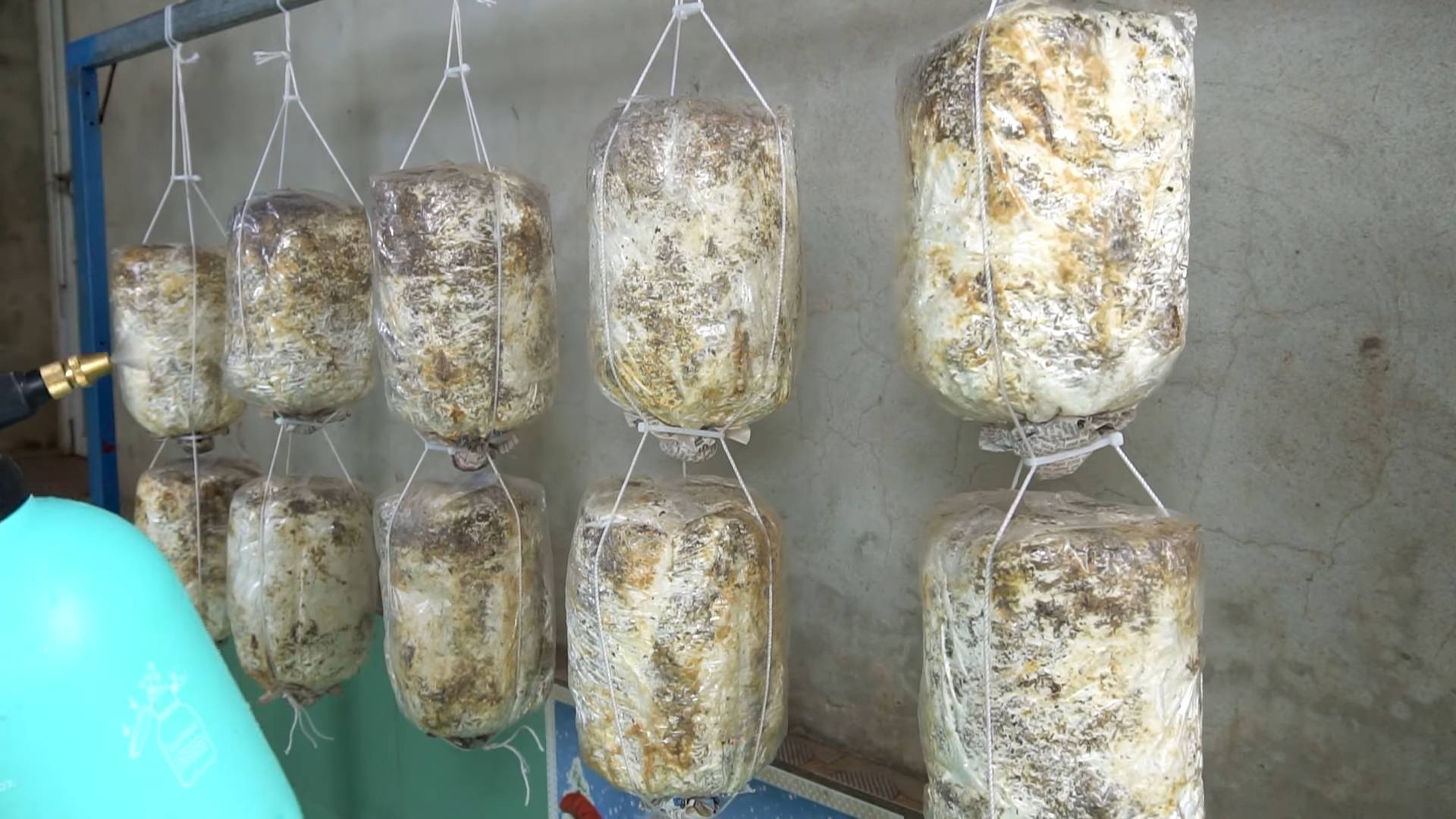 Growing mushrooms at home