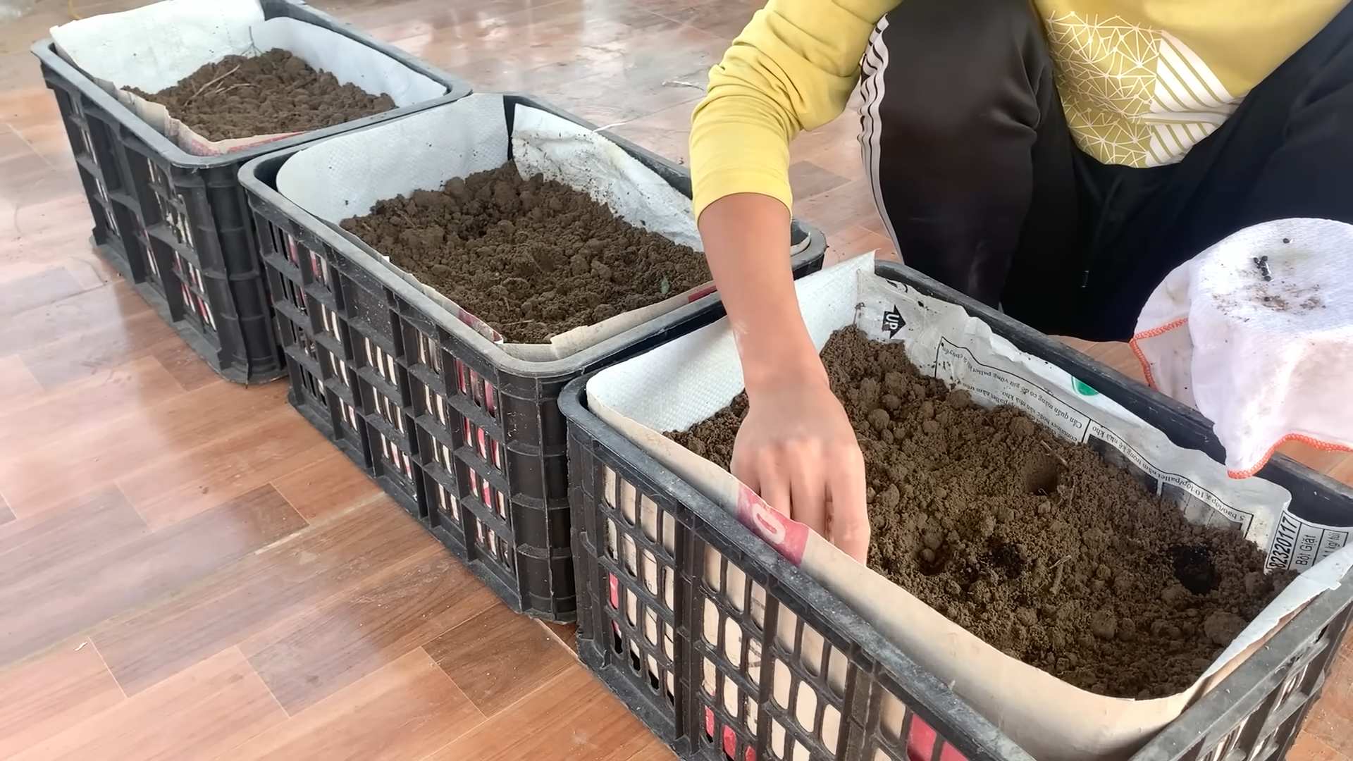 Terrace garden asparagus