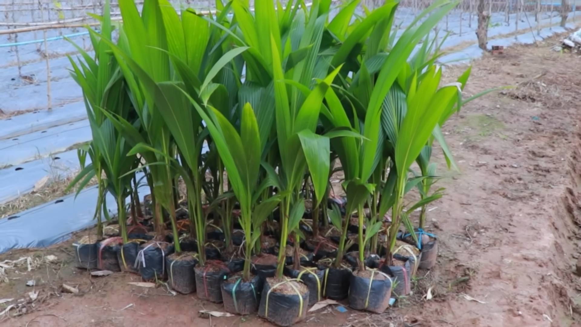 Grow Coconut Trees from Seed