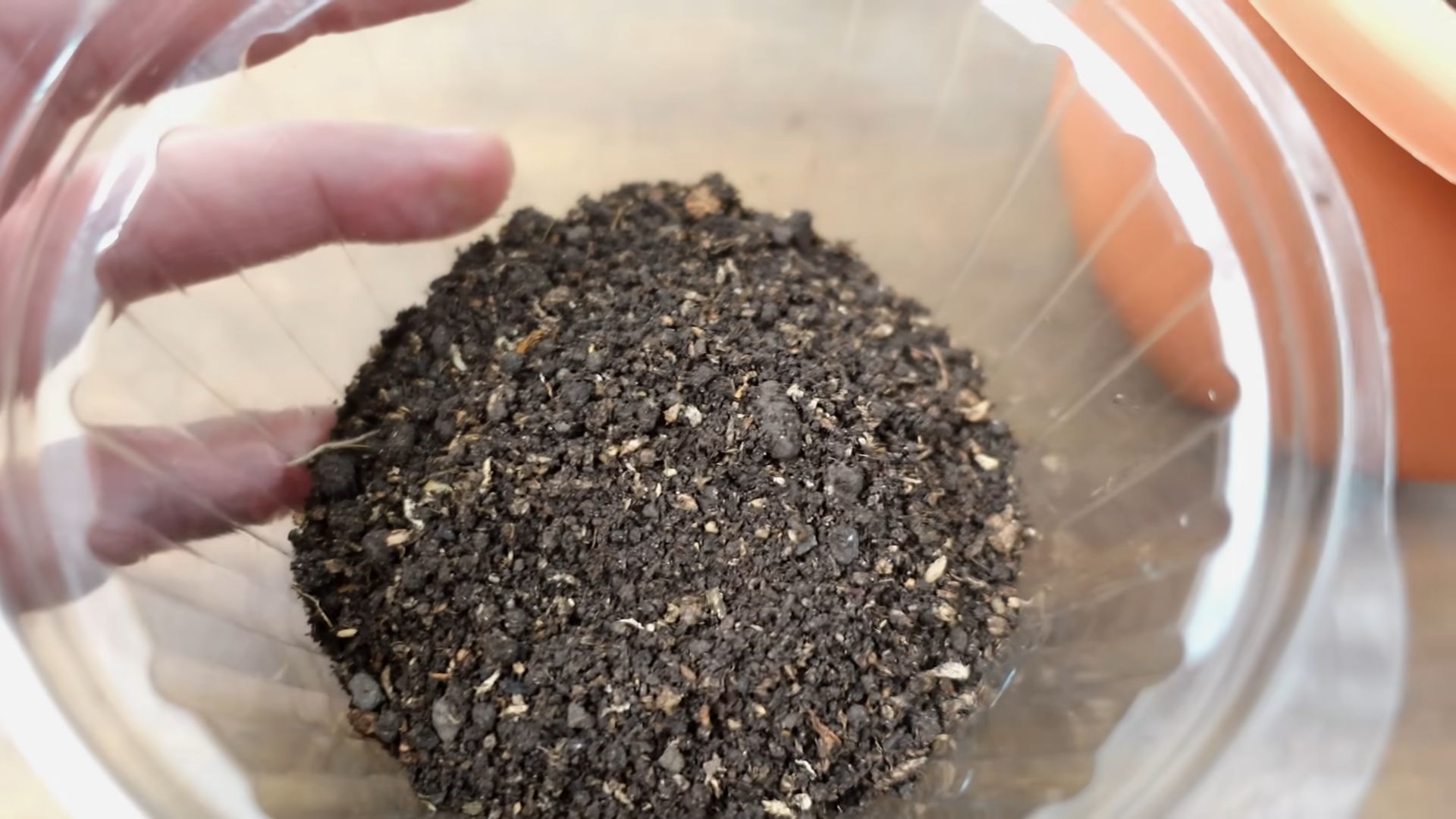 Grow blueberries at home