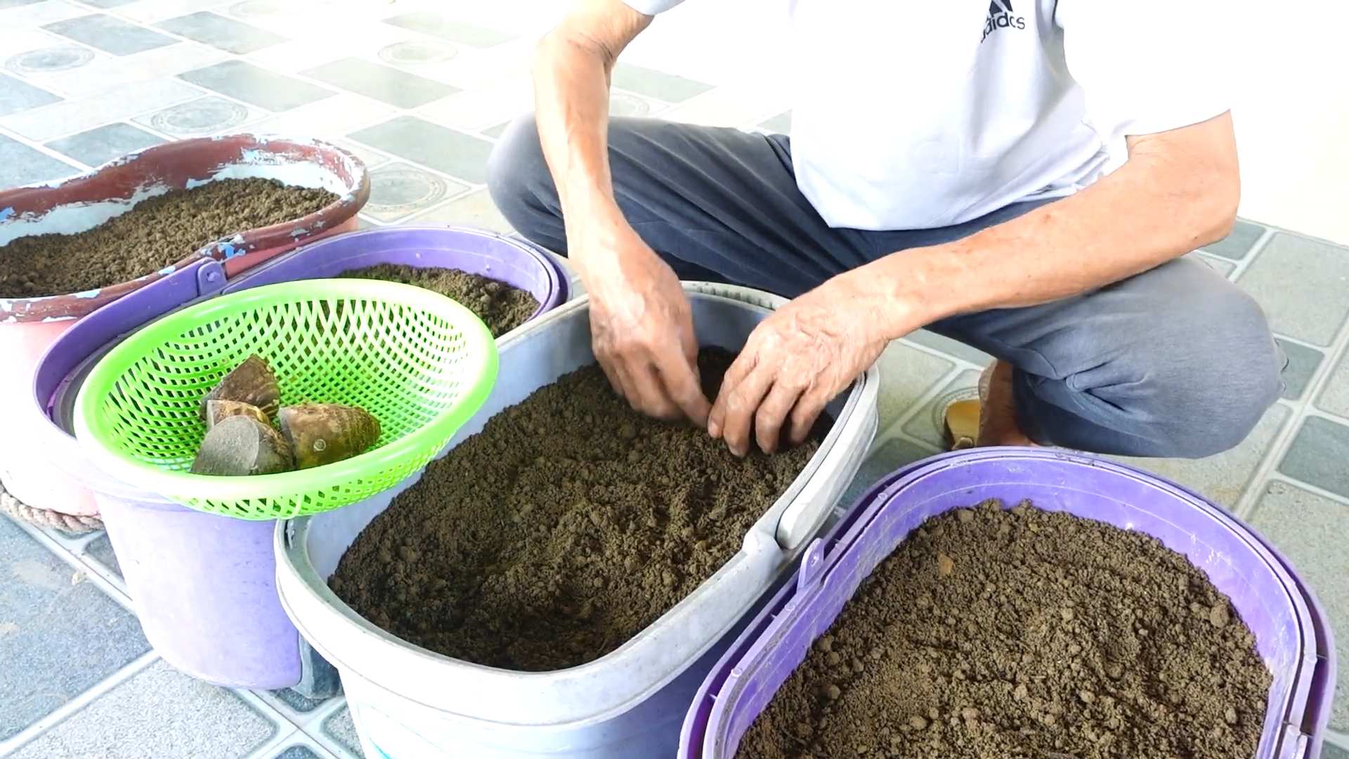 Growing Taro Plants Beginners